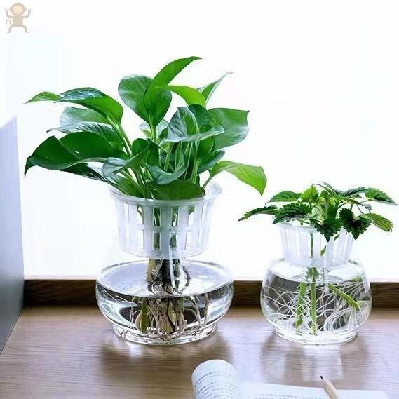 风信子水培器皿郁金香水培容器风信子水培瓶花瓶玻璃 养花瓶塑料 3个