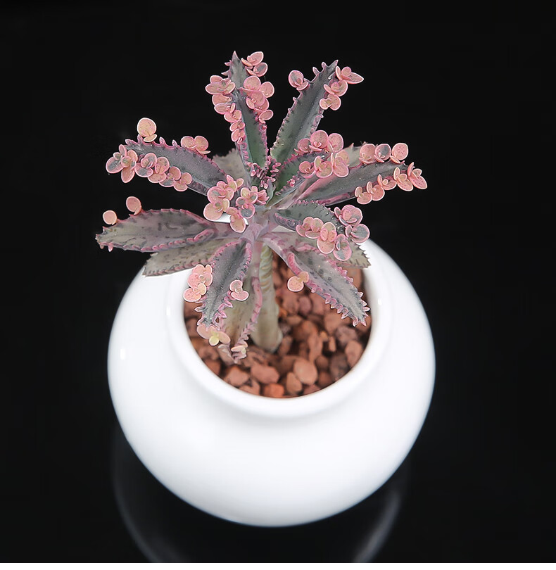 佰之福不死鸟多肉植物新款不死鸟锦肉肉落地生根植物绿植花卉盆栽 棒