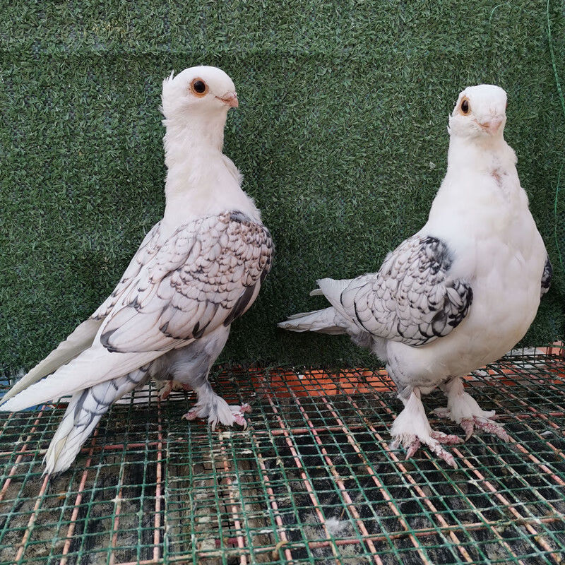 鴿子活物一對觀賞鴿種鴿摩登鳳尾淑女兩頭烏大全精品短嘴批發 一對