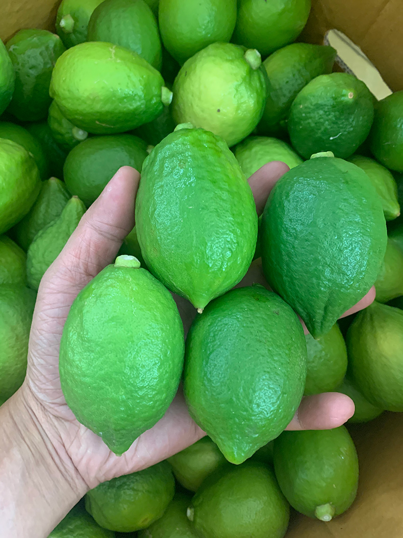 现摘广东香水柠檬一级果新鲜多汁奶茶店专用水果1500g50200g