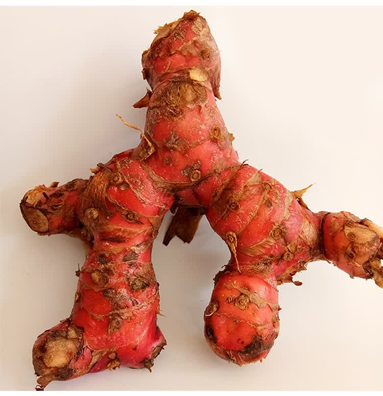 广东新鲜潮汕南姜南姜块芦苇姜老姜山姜头火锅卤味去膻提味调料南姜