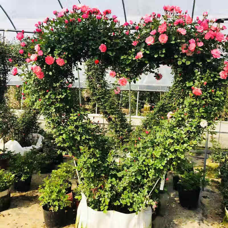 月季爱心造型花柱花球拱门别墅庭院公园摆放藤本月季花苗植物 大红色