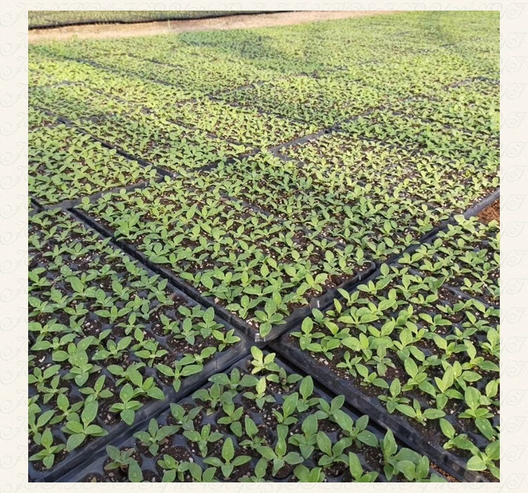 冰菜苗子冰菜种子冰草种籽春季蔬菜种孑阳台菜园野菜种苗冰菜苗子80棵