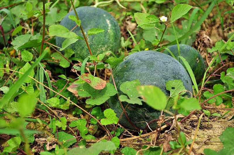 广西 原味西瓜子 原味红瓜子1000g 颗粒饱满 生西瓜籽 原味生瓜子2斤