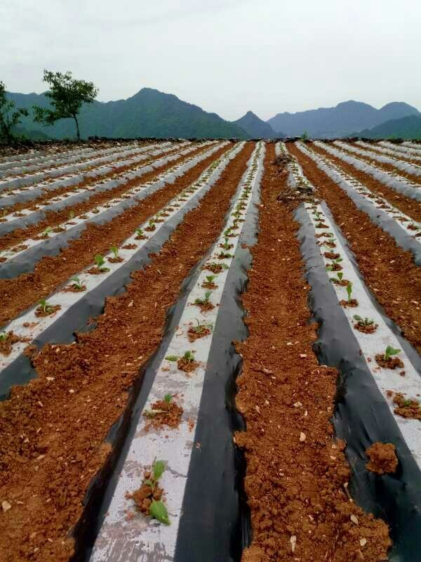 黑白地膜农用黑白相间地膜白加黑塑料薄膜除草膜保温膜保温透明地膜单