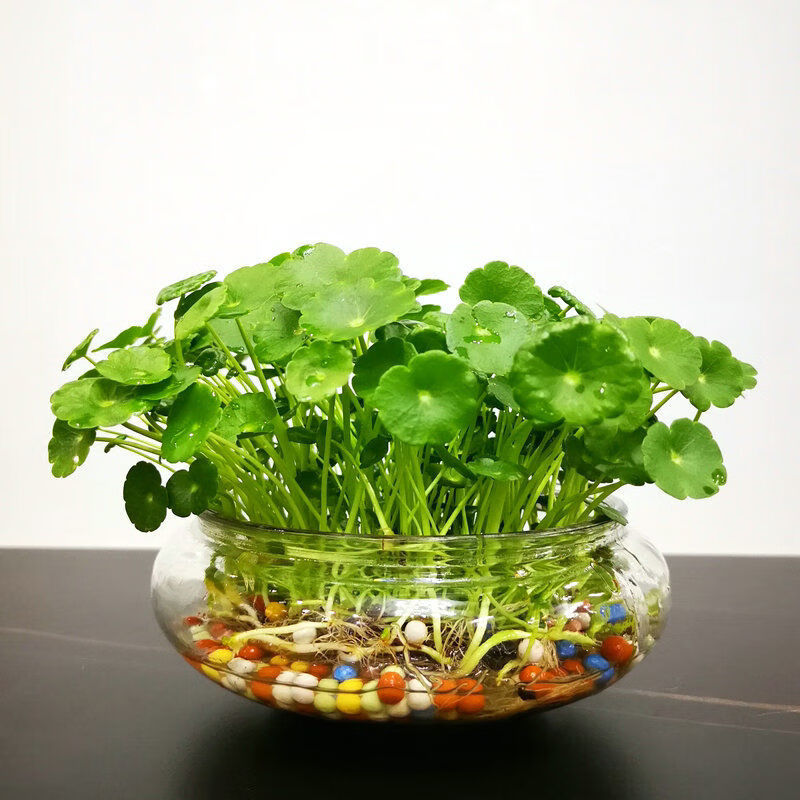 络咚棠轻奢创意水培植物铜钱草套装水养绿植金钱草室内花卉桌面盆栽四