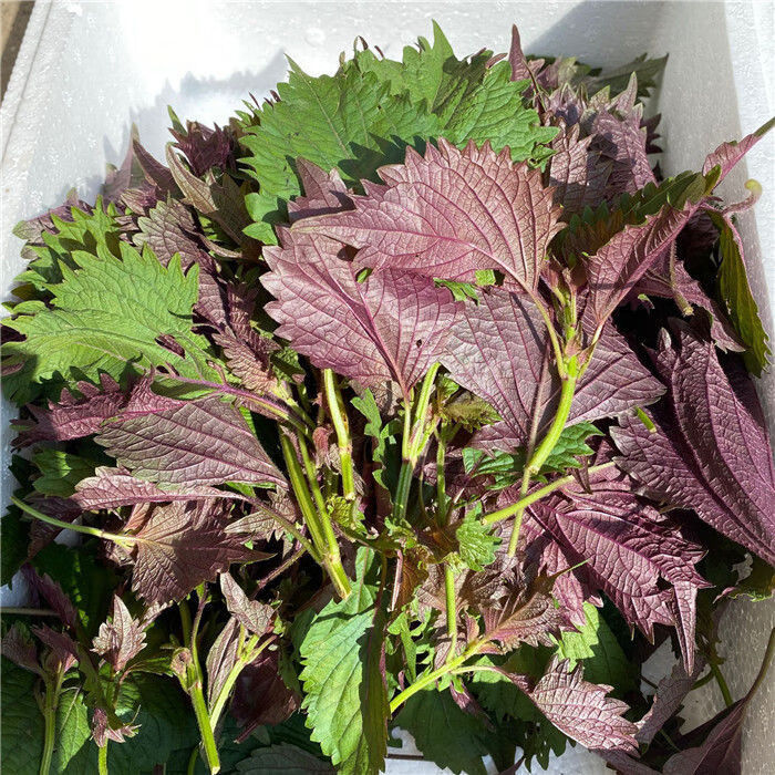 晨臻新鲜紫苏叶鲜嫩全叶提香去腥现摘现发(非北方苏子叶) 100克全叶无