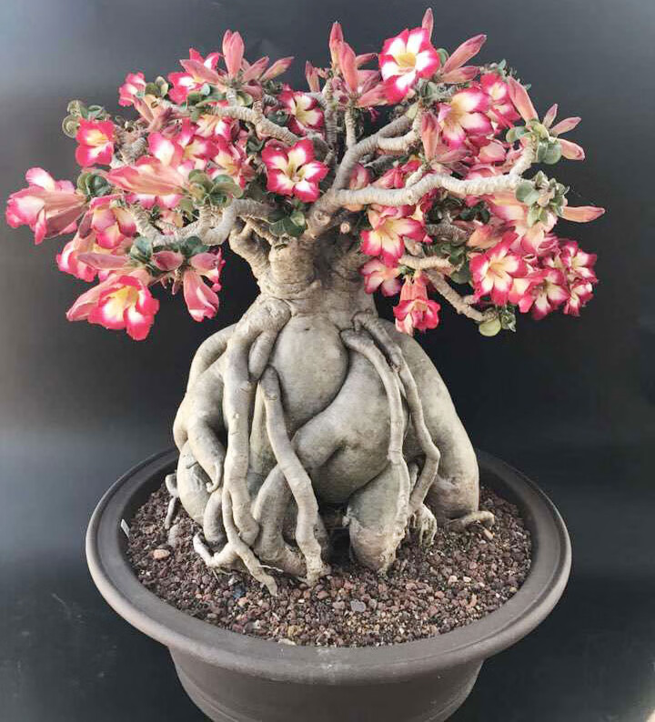 特大重瓣多色沙漠玫瑰开花不断大型盆景带花苞怪根老桩耐旱植物 嫁接