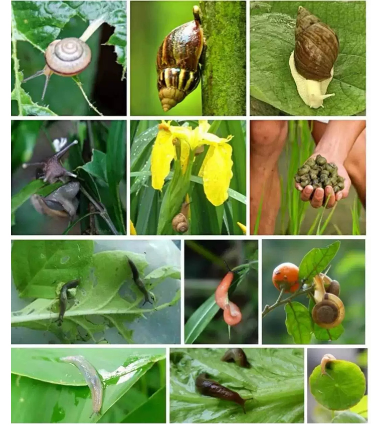 立普克70%杀螺胺水稻田福寿螺钉螺田螺鼻涕虫农药蜗牛灭螺剂撒施 50g