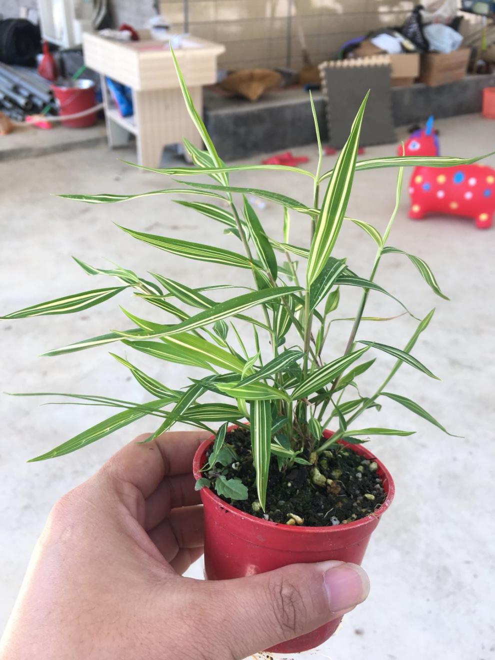 金丝佛肚竹正宗金丝佛肚竹盆栽红竹苗红寒竹红观音竹朱竹簕竹头老桩