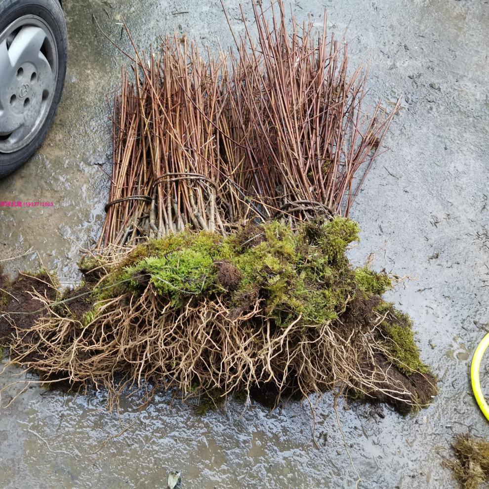 花姬 盆地栽蔬菜苗神仙豆腐树苗翡翠豆腐树苗树苗神仙豆腐树苗 3年苗3