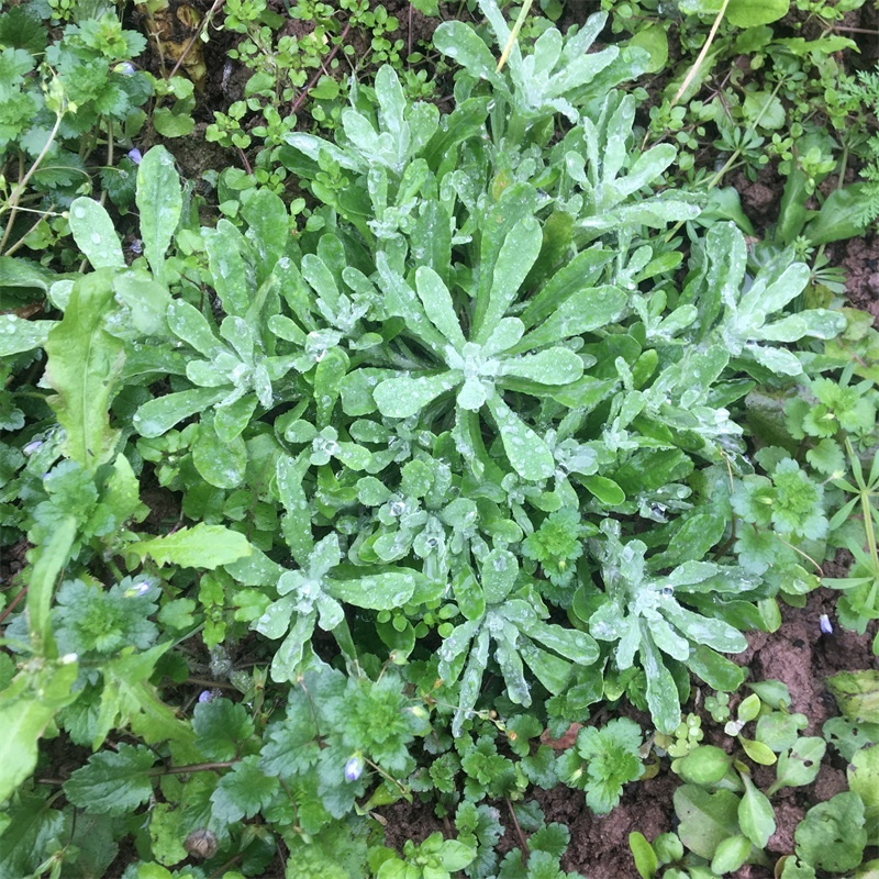 (現貨)四川新鮮鼠麴草 清明草 草粑秋水絨毛草清明菜 清明粑粑 餈粑 