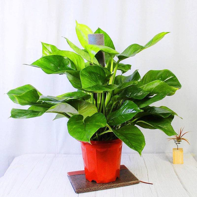 大小叶绿萝柱绿萝树室内植物办公室客厅吸甲醛绿植大叶绿萝 含原生胶