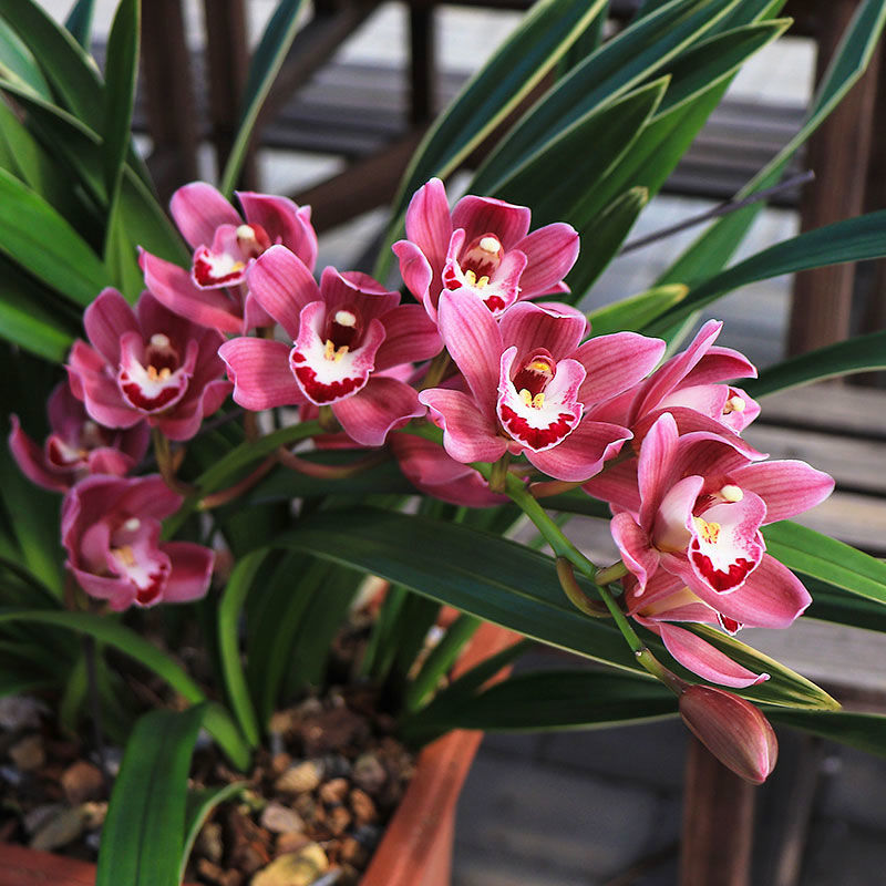 浓香型中国龙金边矮种兰花苗名贵浓香型室内盆栽兰花 中国龙5-6苗