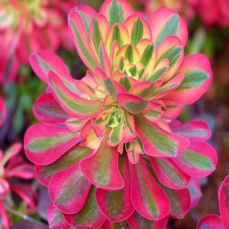 粉女巫法师锦多肉植物高端法师锦单头手捧室内办公桌阳台花卉带根 粉