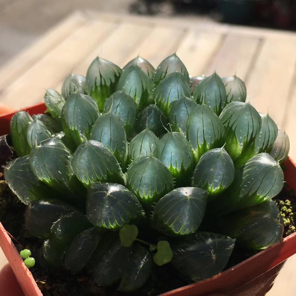 迎虞花苑帝玉露特选品种日本进口玉露实生窗透亮图三母本多肉12卷 帝