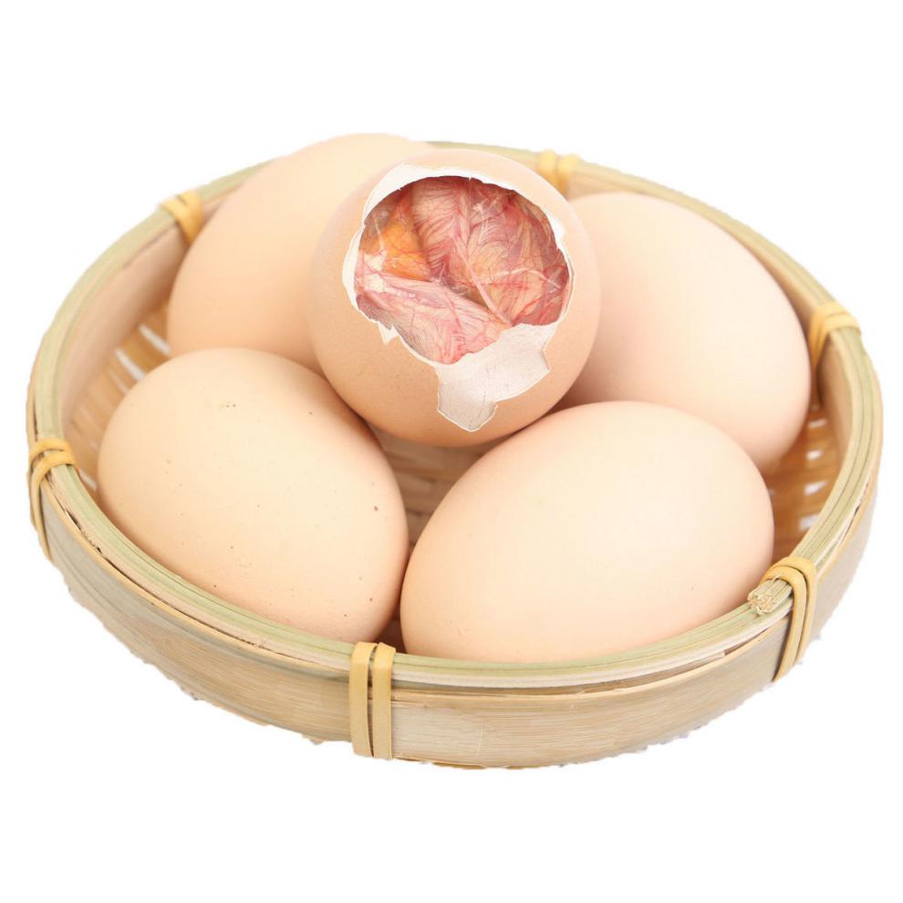 迈啃吱 毛蛋批发毛鸡蛋18-21天毛鸡蛋 鸡胚蛋 烧烤食材 生的 40枚毛