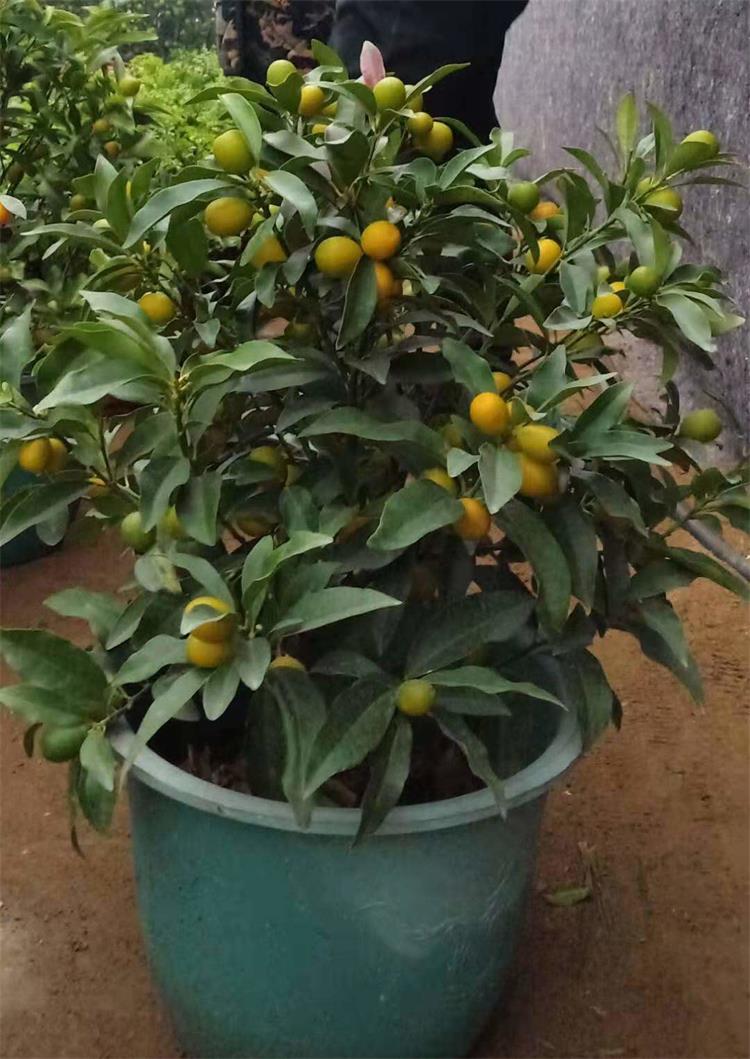 盆栽金桔苗四季带果橘子树苗室内外阳台庭院种植羊奶小金桔果树苗