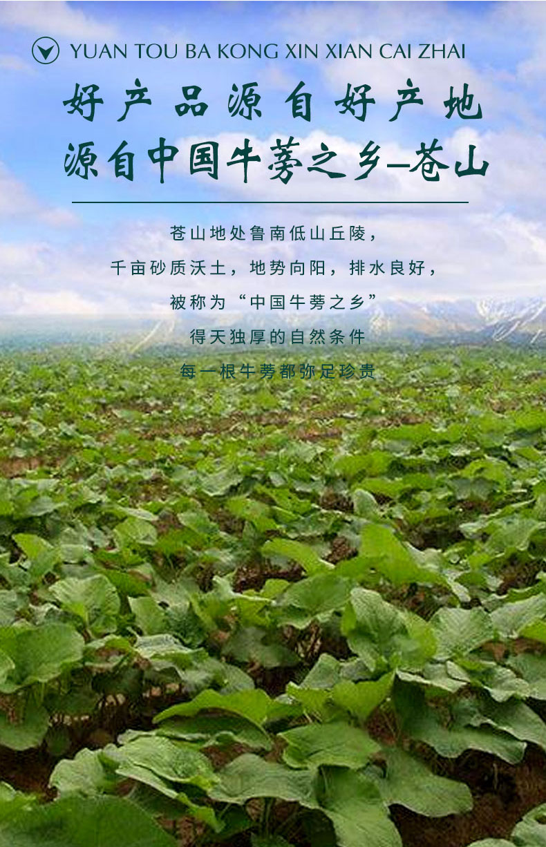 牛蒡茶牛磅旁根牛棒根药材茶旗舰的功效作用新鲜特级 【2罐】牛蒡茶