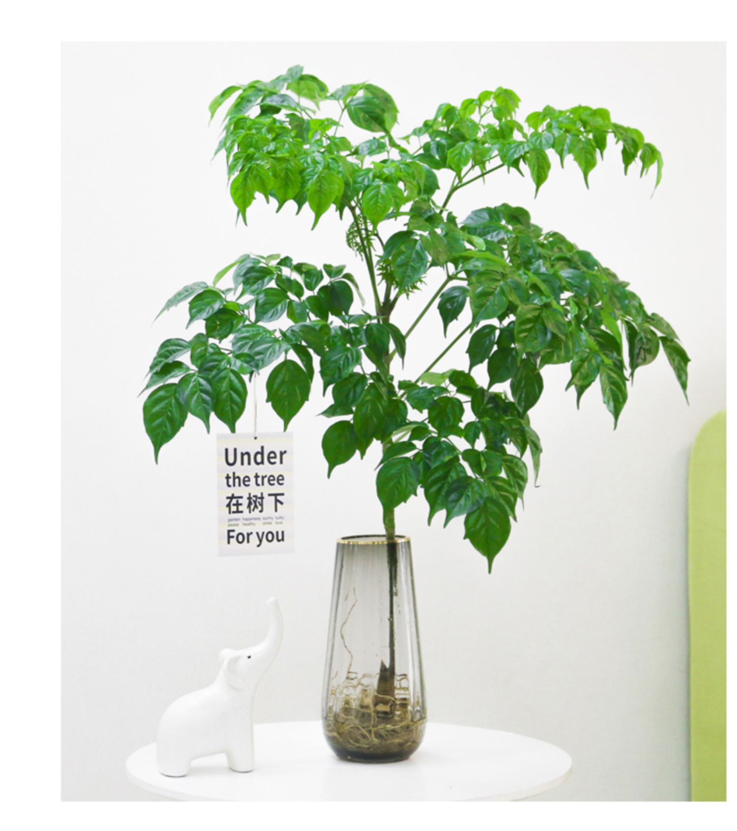 水培植物幸福树带根室内桌面盆栽绿植比吊钟马醉木好养净化空气5060cm