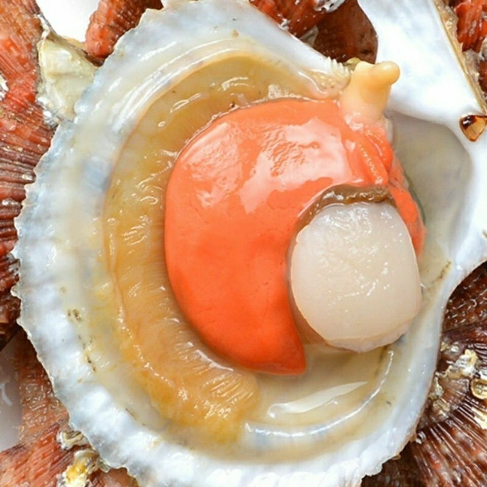 扇贝鲜活新鲜贝带壳超大扇贝海鲜水产海捕贝类四斤大号3斤个头大肥度