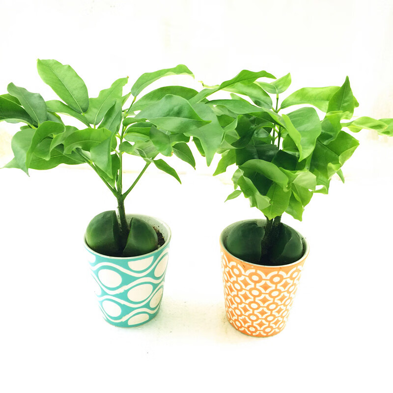 木繁 开心果小盆栽又名必思答绿仁果室内阳台趣味耐养桌上花卉绿植