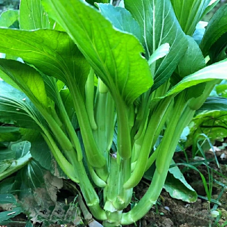【精选现发】多子多福甜菜心多枝多芽菜心广东菜芯菜苔籽清甜蔬菜四季