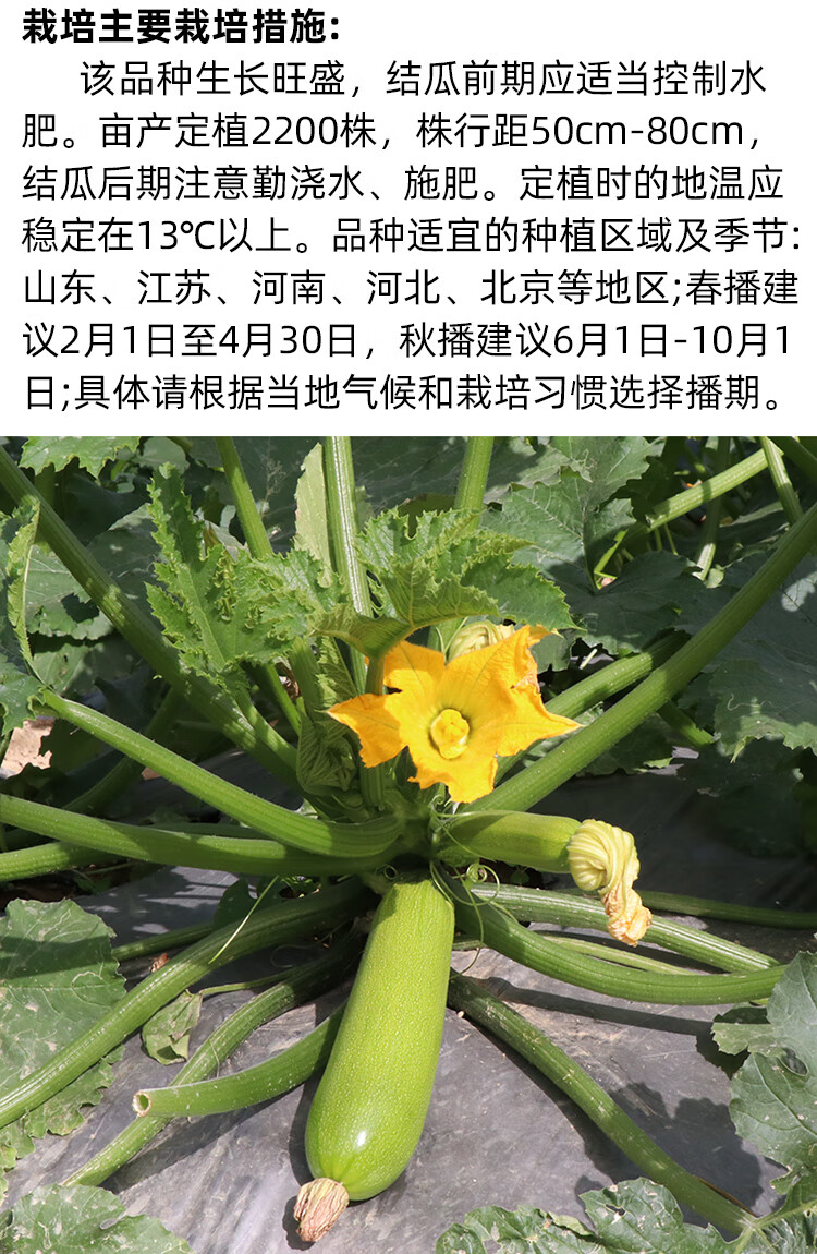 孑苗西胡芦耐热夏季秋季角瓜茭瓜阳台四季盆栽蔬菜翠宝f1西葫芦20g袋