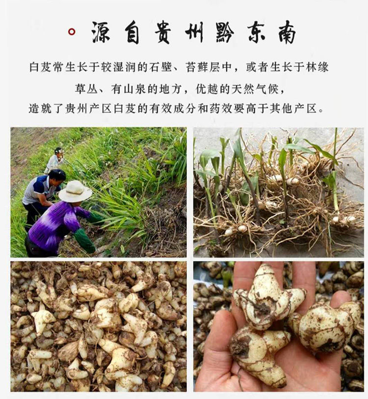 中药白芨图片及作用图片