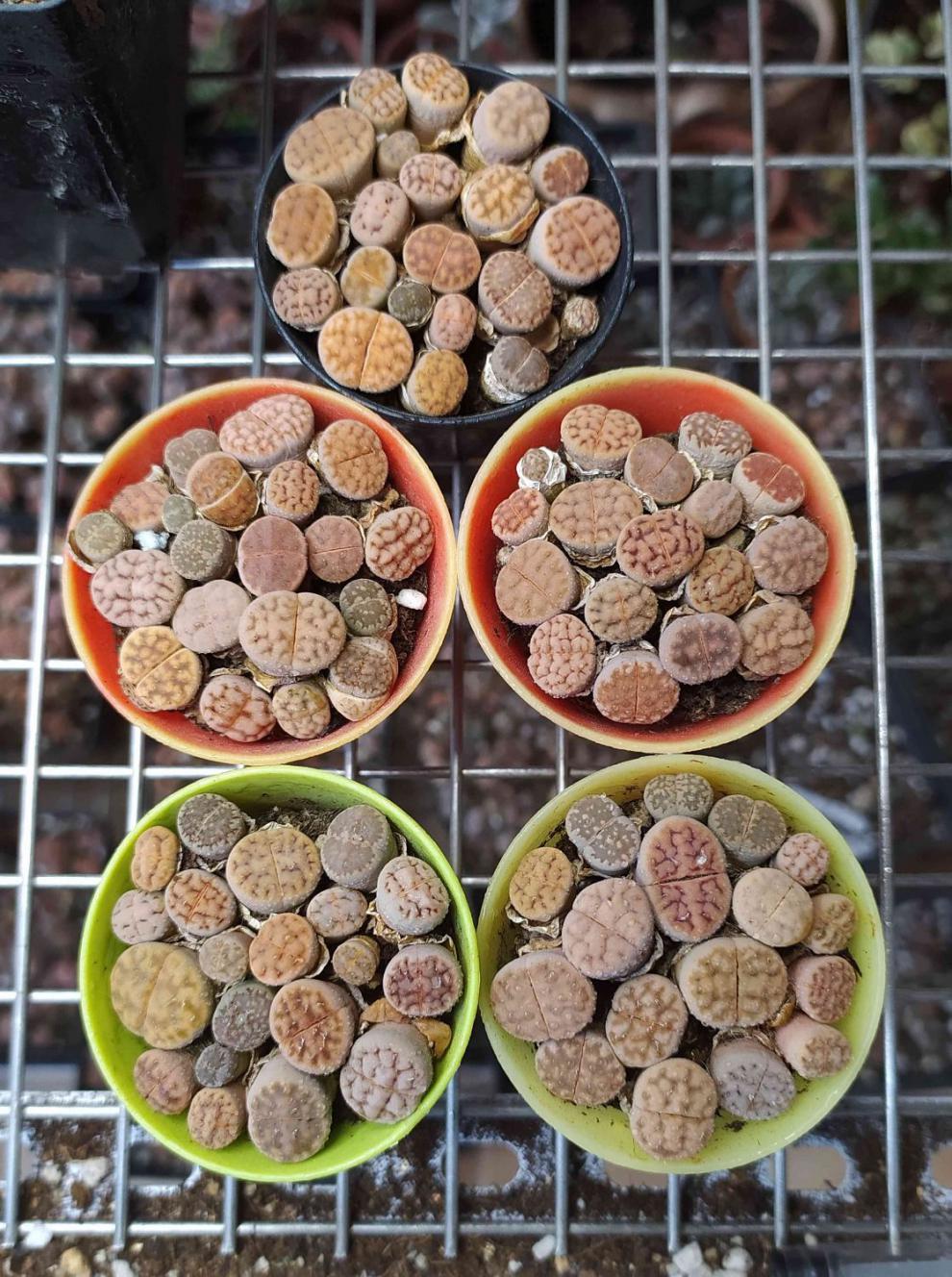 鹿凌青生石花pp花南非混合屁股花多肉植物十方盆原盆原土新手套餐9月