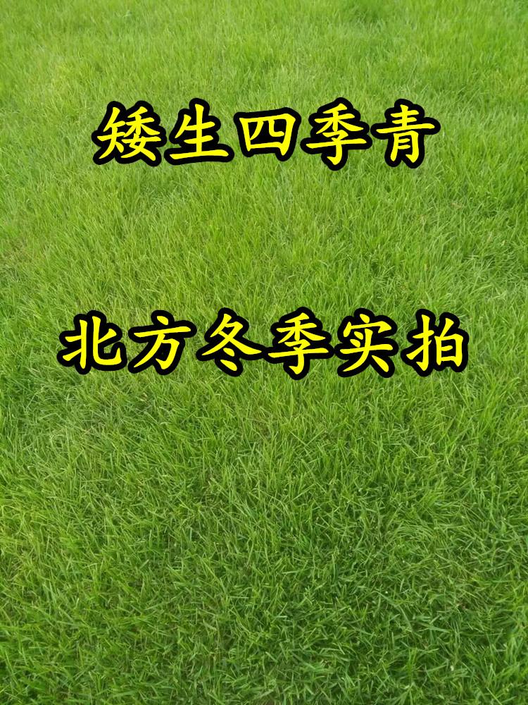 草坪种子庭院别墅球场美国矮生四季青黑麦草草籽护坡高羊茅狗牙根