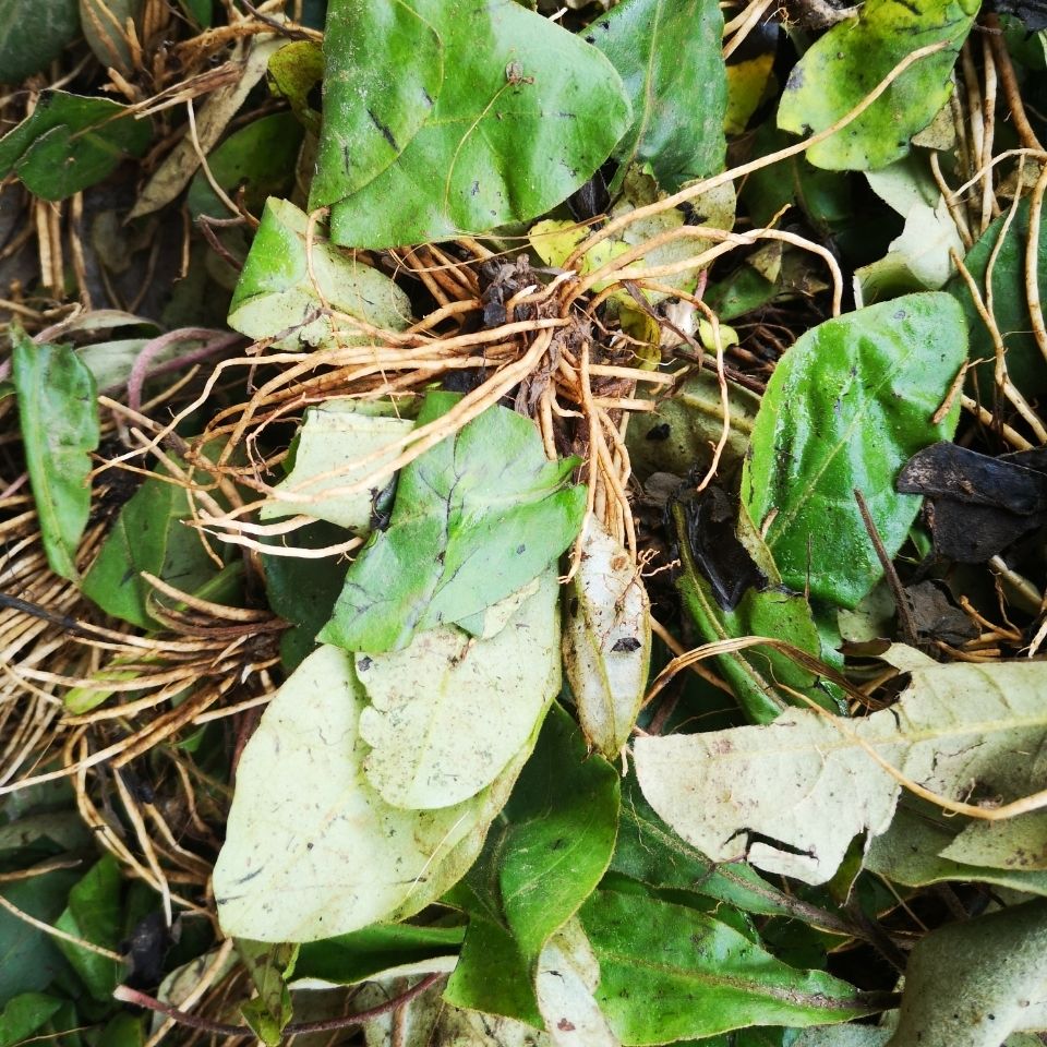 有仁堂 新鲜草药毛大丁草 贵州野牲兔耳风草兔儿风小新疆西藏专链