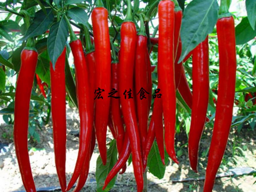 新鲜二荆条红辣椒 红线椒 蔬菜5斤装