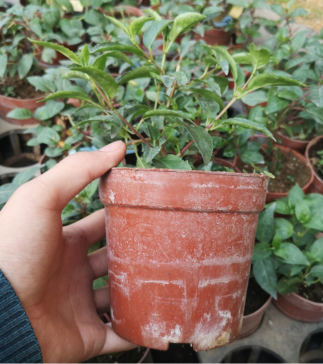 苗室内外庭院阳台窗台绿植观花植物开花花卉 倒挂金钟2号小黑方盆苗