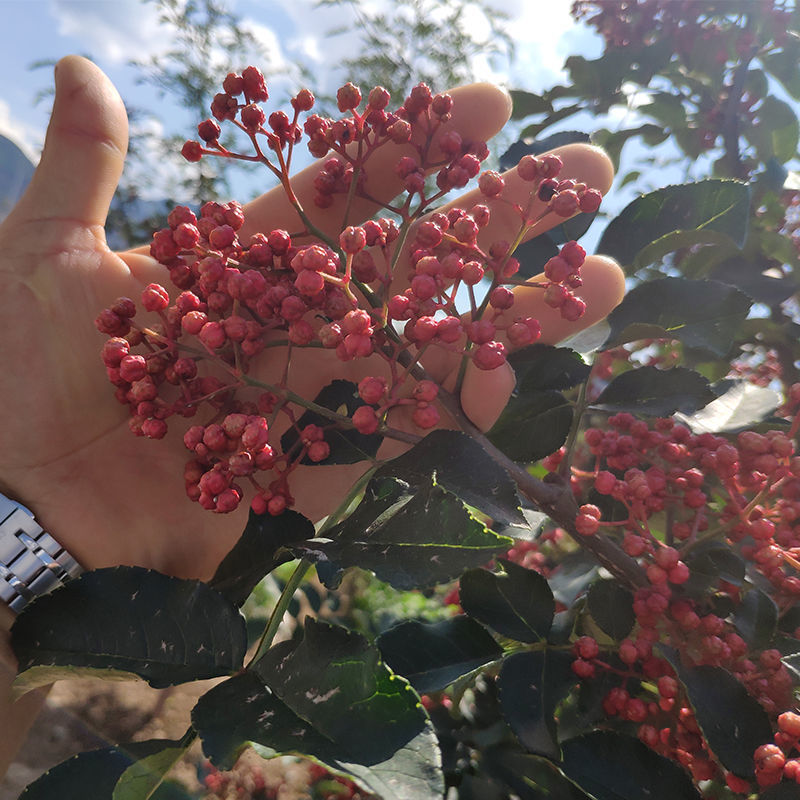 花果山 花椒树苗大红袍花椒苗少刺花椒麻椒南强一号当年结果包成活