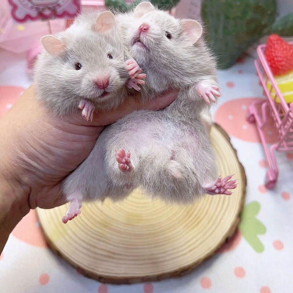 家养长毛金丝熊米熊丁香情侣一对活体健康易上手金丝熊仓鼠活物梦幻