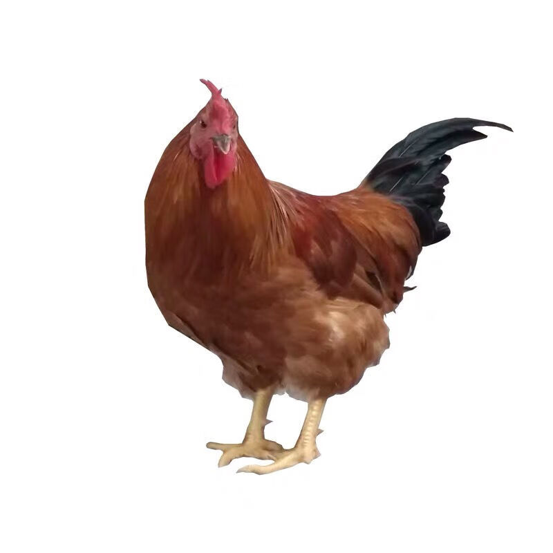 5斤左右扇鸡一只 广东省外【图片 价格 品牌 报价】-京东