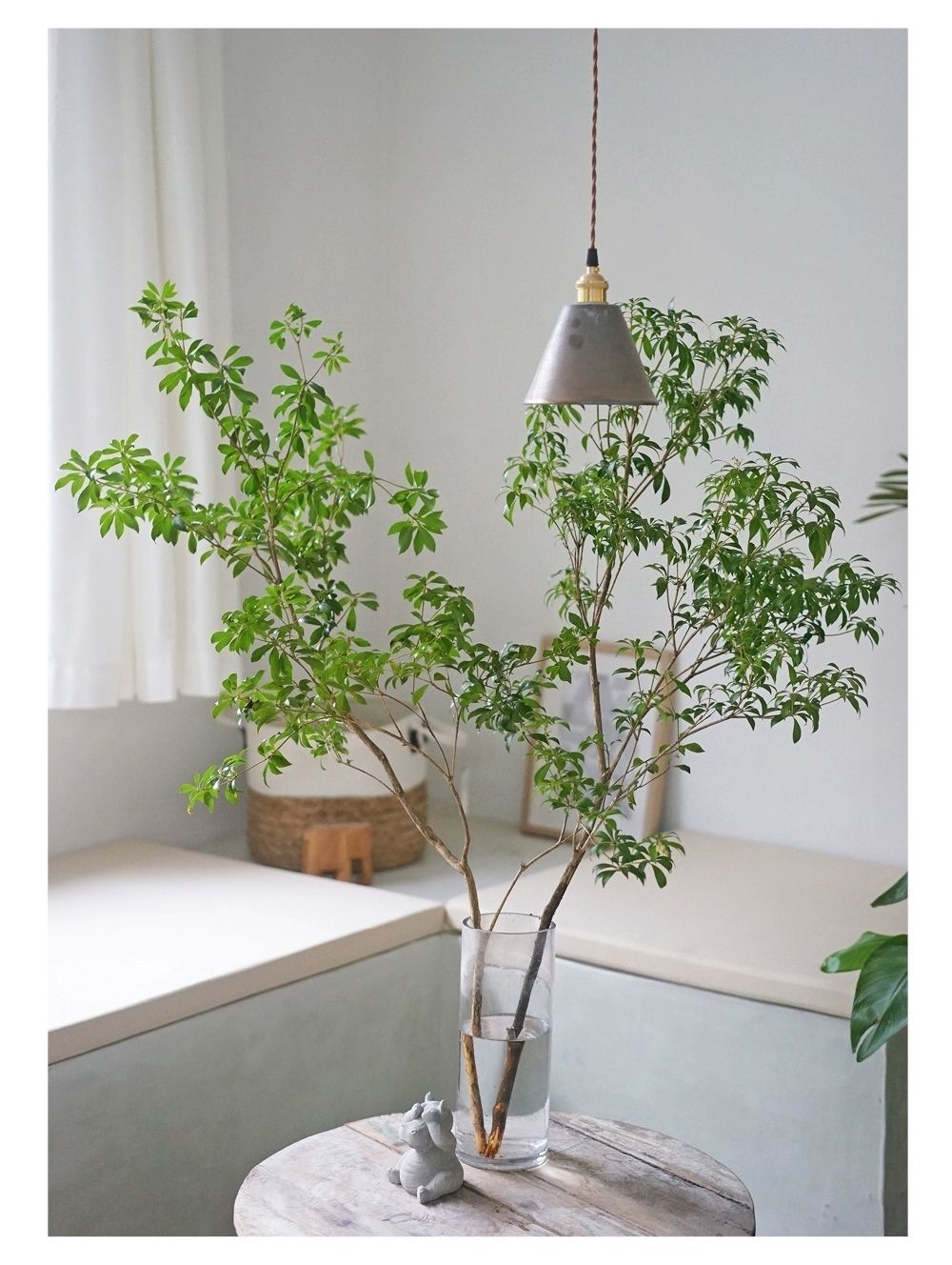 特惠 进口日本马醉木 日本吊钟水养爱玛仕鲜切枝条高级花材 进口