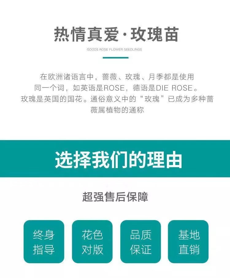 13，玫瑰花苗老樁月季特大植物室內外盆栽陽台四季開花卉不斷好養易活 香格裡拉包對版四季開花+肥料 不含盆