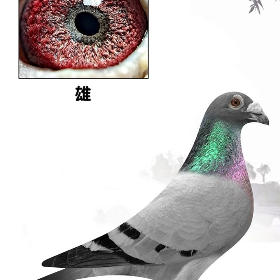 大鼻子信鸽鸽子活体一对幼鸽青年鸽成年鸽种鸽大小鸽子公母雌雄 大
