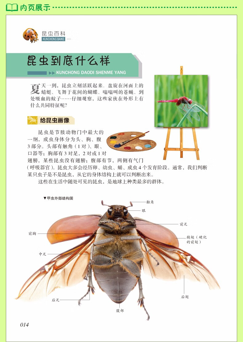 昆虫百科全书精装彩图版昆虫大百科儿童科普读物310岁