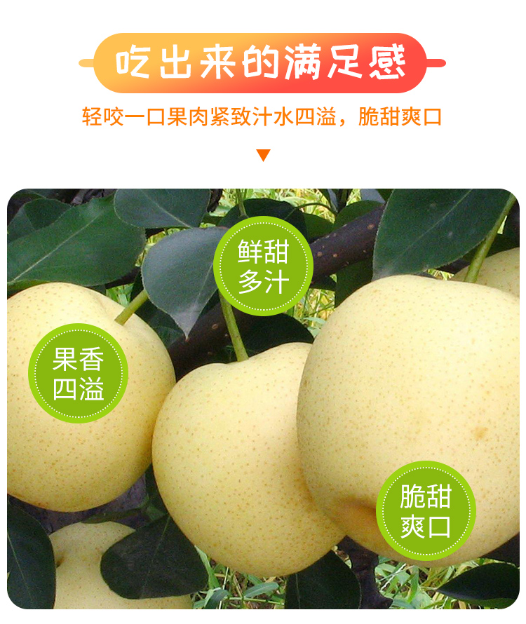 皇冠梨新鲜水果梨子当季雪梨香梨 皇冠梨4斤【图片 价格 品牌 报价】