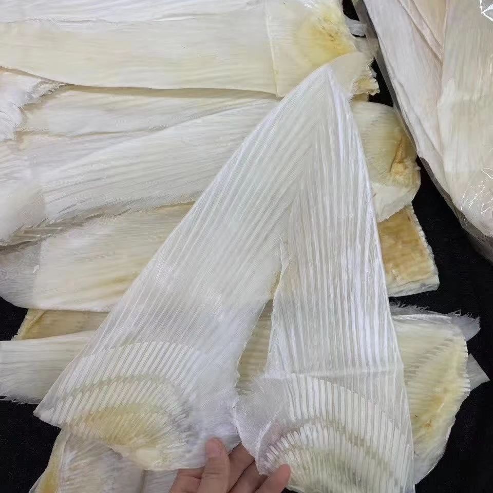 干货 牙拣翅10寸-22寸规格干货海味滋补超多翅针高端 14-16寸500克