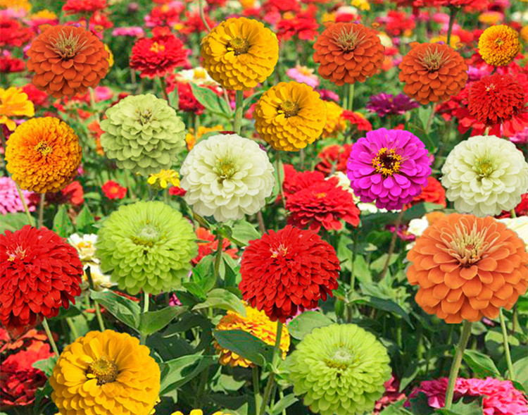 芗苒园艺室外花种百日草矮杆重瓣花种子四季开花易活庭院花籽花种籽子