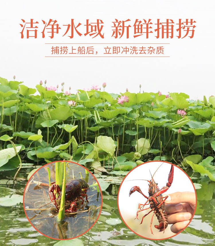 小龙虾微山湖纯小龙虾干净鲜活麻辣小龙虾 特大号每斤15-20只 4.