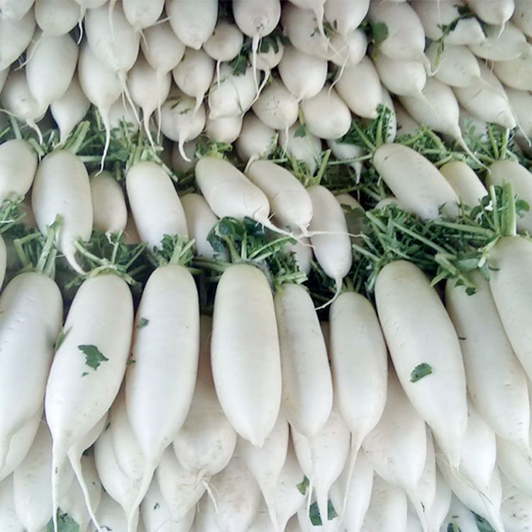 韩国白玉春进口白萝卜种子白萝卜高产易种北方秋季四季散种籽蔬菜