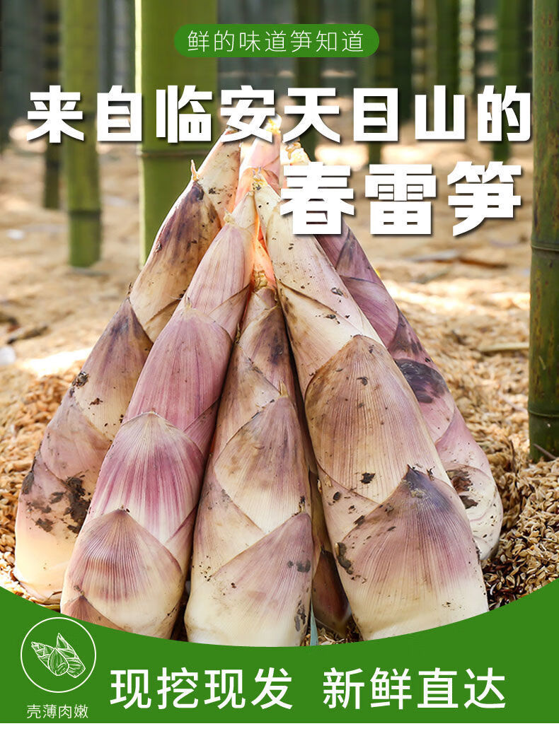 正宗临安雷笋春笋新鲜现挖竹笋鲜嫩天目山特产笋尖子蔬菜类净重5斤现