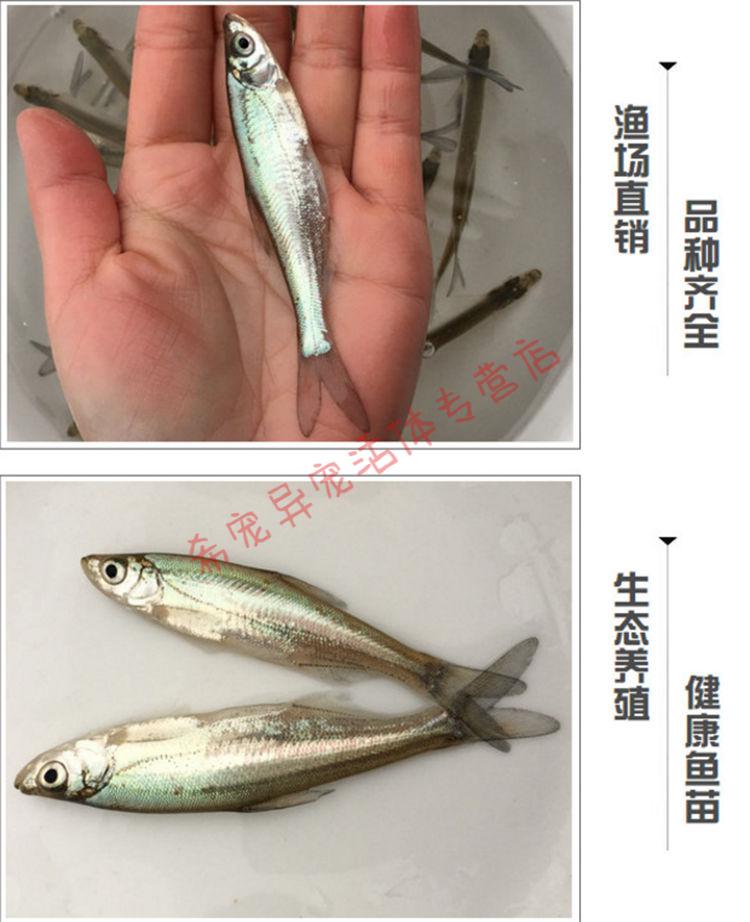 翹嘴魚苗路亞魚白刁魚苗紅鮊魚淡水養殖活體大翹殼大品種包活翹嘴46cm