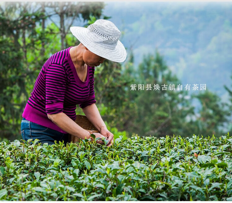 湘三郎2021新茶紫阳毛尖绿茶陕西茶叶高山绿茶100g袋装100g紫阳毛尖