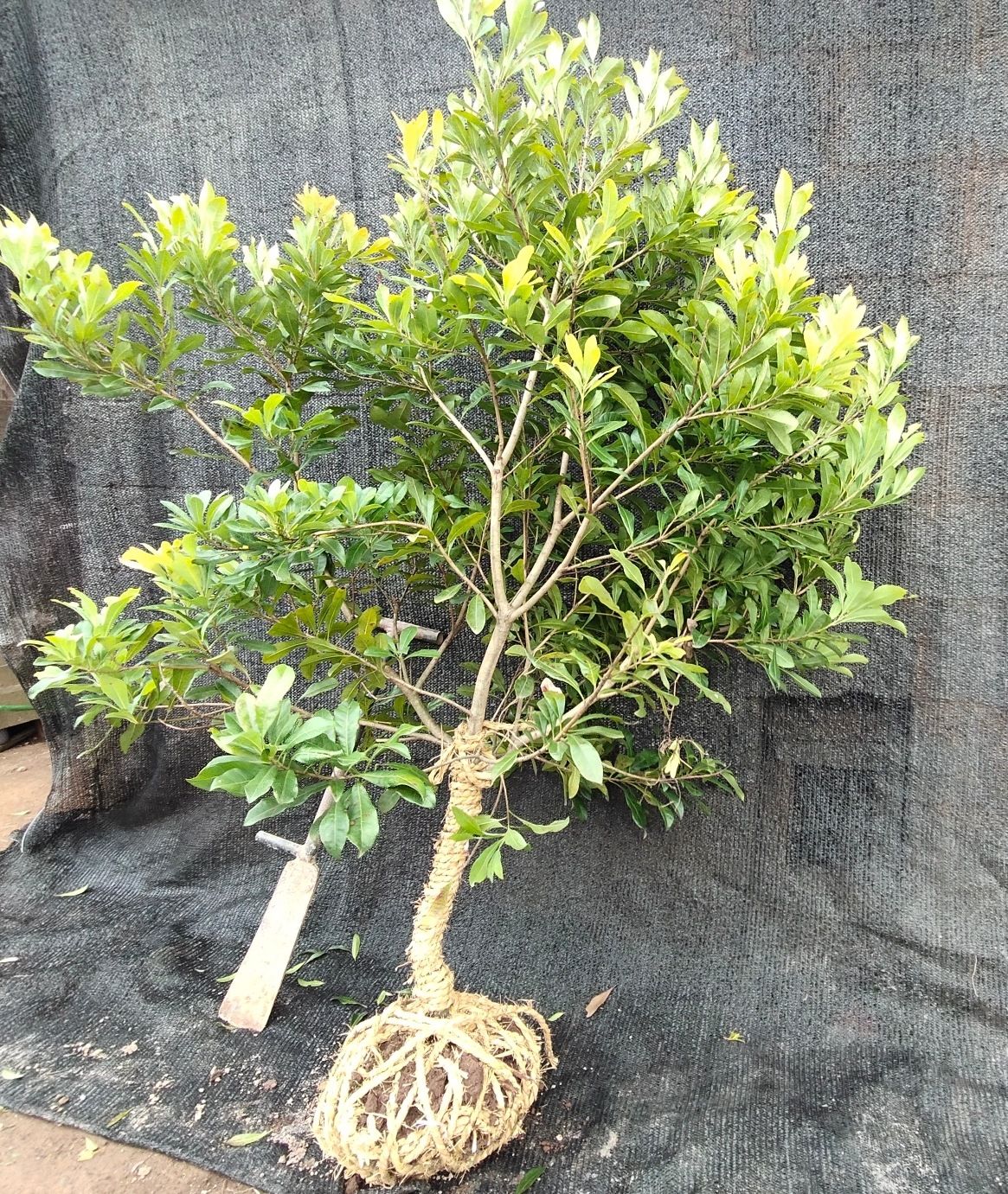 花果山 浙江兰溪仙居东魁杨梅苗黑炭荸荠品种杨梅树苗带原土球发货